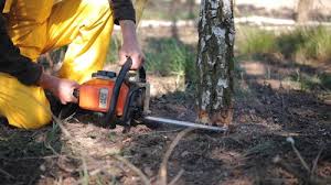 Best Tree and Shrub Care  in South Miami, FL
