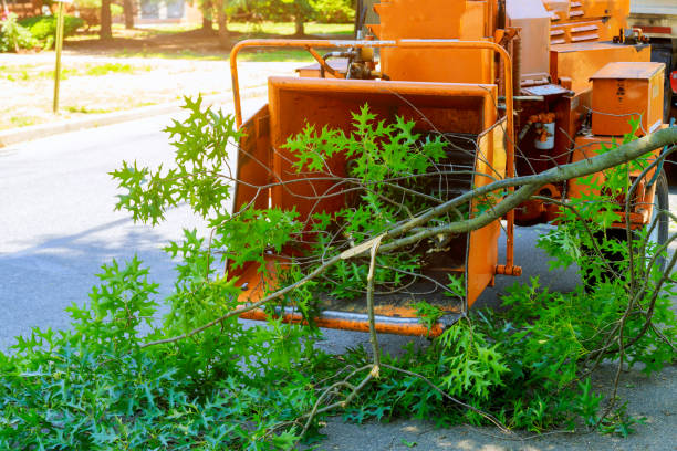 Best Tree Disease Treatment  in South Miami, FL