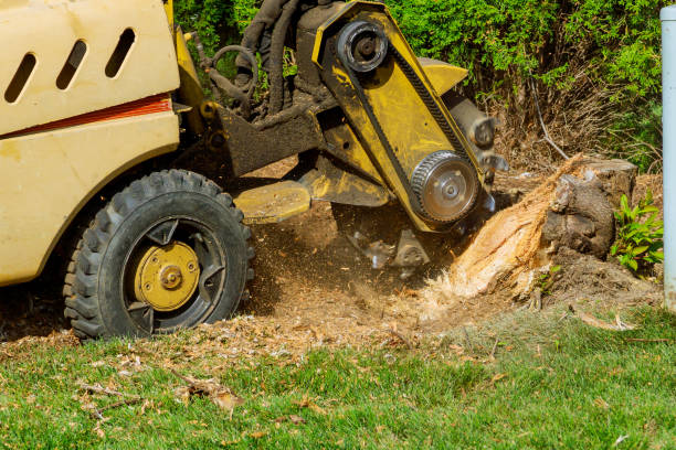 Best Tree Removal  in South Miami, FL