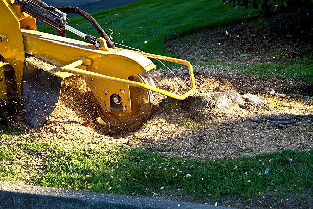 Best Lawn Renovation and Restoration  in South Miami, FL